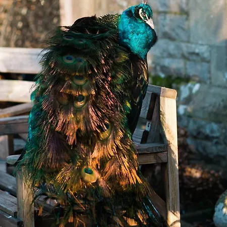 Simonstone Hall 4* 호스