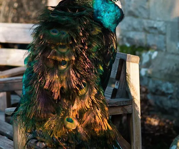 Simonstone Hall 4* 霍伊斯